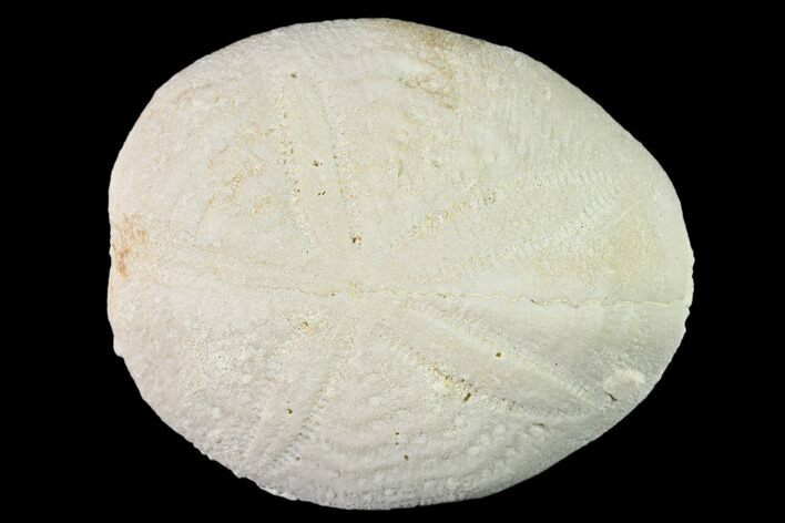 Fossil Sea Urchin (Eupatagus) - Florida #136060